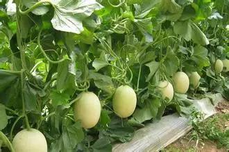 甜瓜14.0最新爆料,揭秘神秘功能与升级亮点